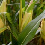 Corn Plant Droopy Leaves