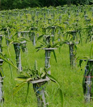 Dragon Tree Plant Care