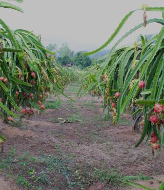 Dragon Tree Plant Care