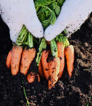 Growing Stages of Carrots