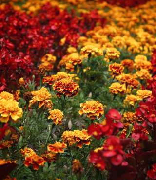 Red And Yellow Flowers