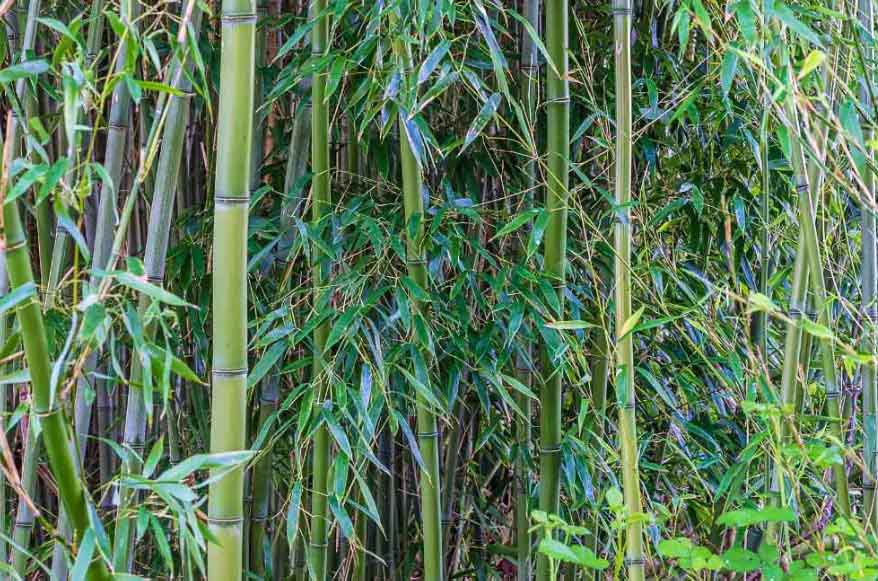 Temperate Bamboos