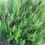 Types of Rosemary Plants