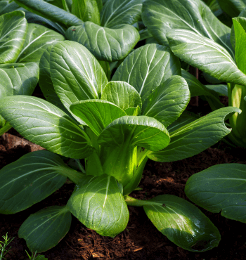 Bok Choy Growing Stages