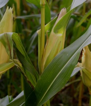 Corn Plant Leaves Turning Brown