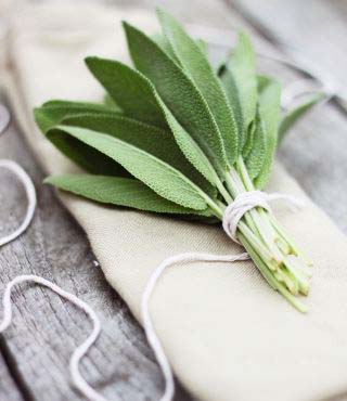 different types of sage plants