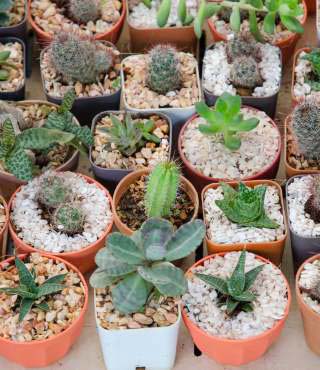 Different Types of Snake Plants