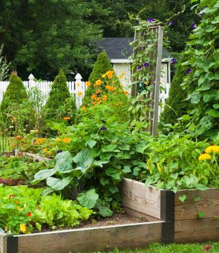 Fence for Vegetable Garden