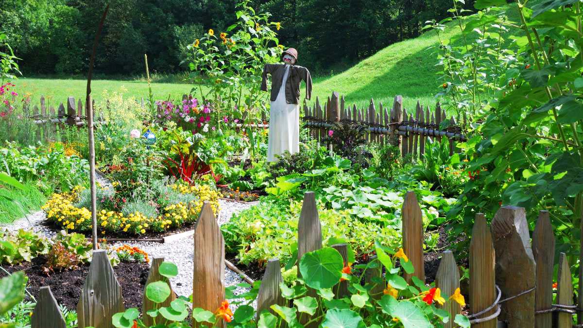 Fence for Vegetable Garden