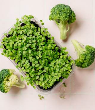 Growing Stages of Broccoli