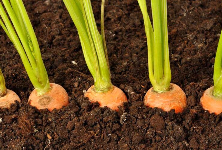 growing stages of carrots