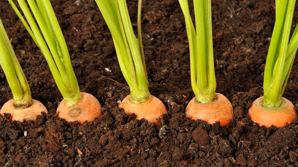 growing stages of carrots