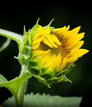 Growing Stages of Sunflowers