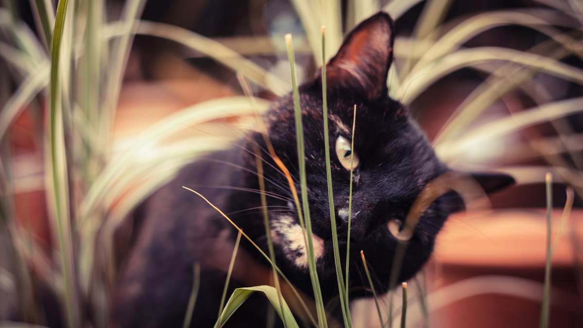 How to stop clearance cats from eating plants