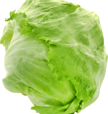 iceberg lettuce growing stages