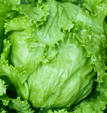 iceberg lettuce growing stages