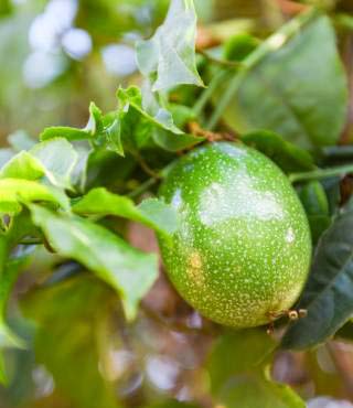 Passion Fruit Growing Stages