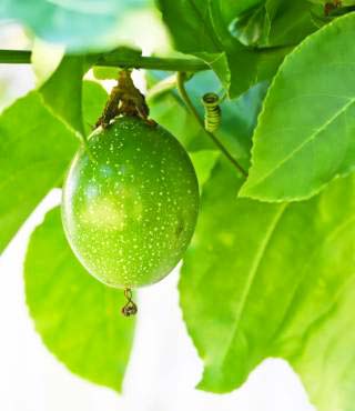 Passion Fruit Growing Stages