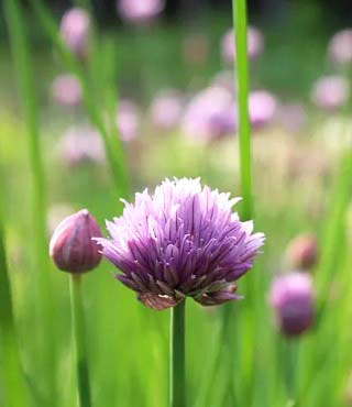Purple Flower Weed