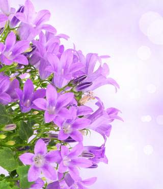 purple flowering bush