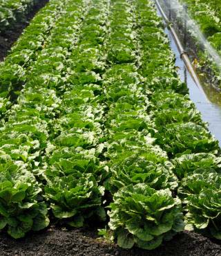 Romaine Lettuce Growing Stages
