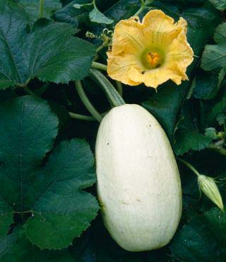 Spaghetti Squash Growing Stages