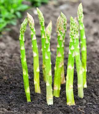 stages of growing asparagus