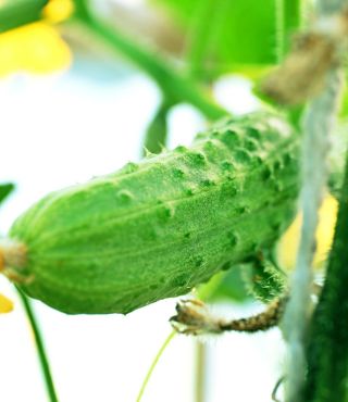 Stages of Growing Cucumbers