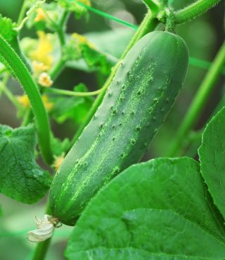 Stages of Growing Cucumbers