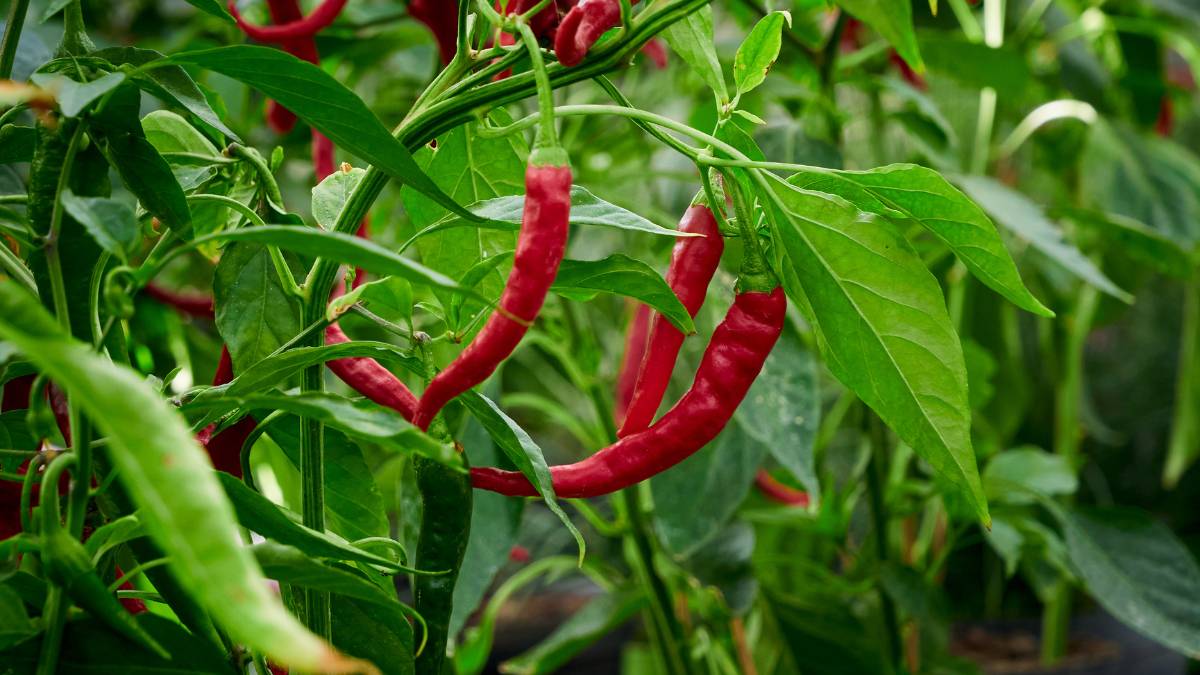 Thai Chili Pepper Plant