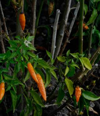 Thai Chili Pepper Plant