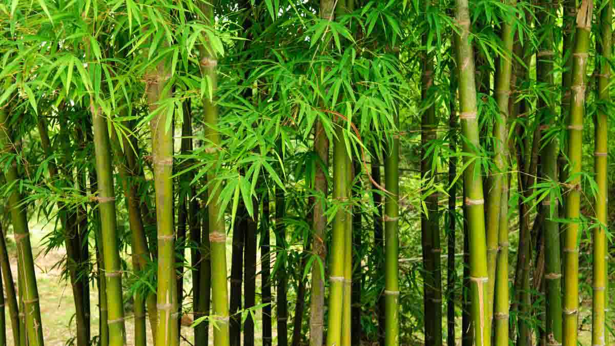 Types of Bamboo Plants