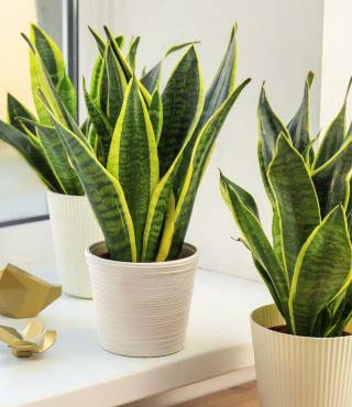 Types of Snake Plants