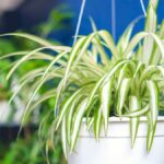 Types of Spider Plants