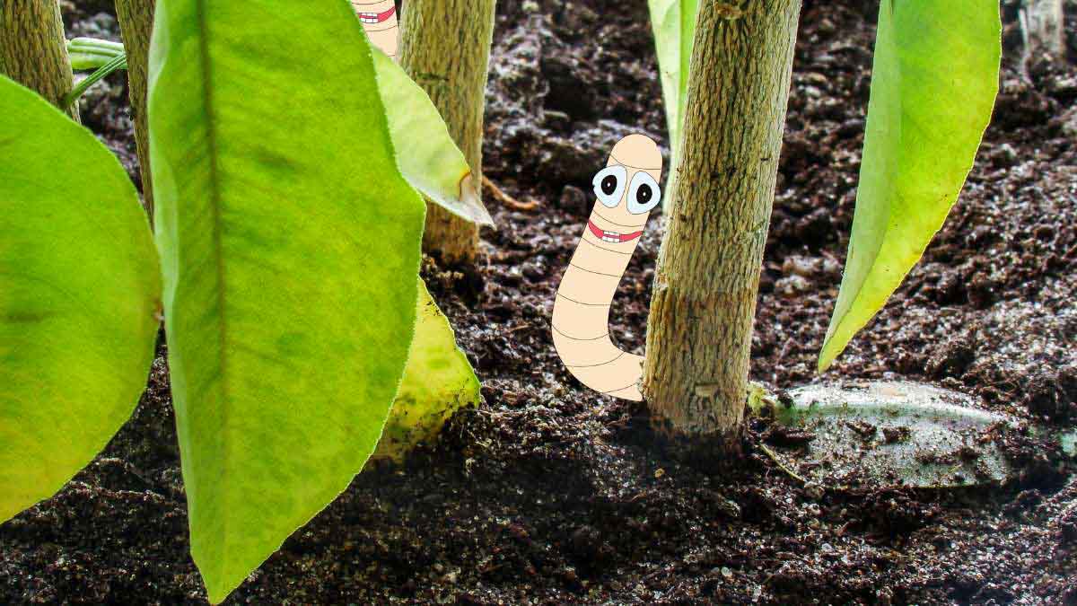 Types Worm Species in Potted Plants