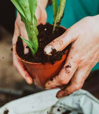 types Worm Species in Potted Plants