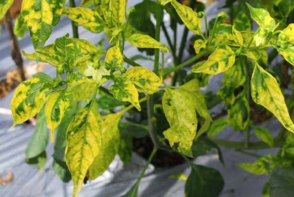 yellow leaves on pepper plants