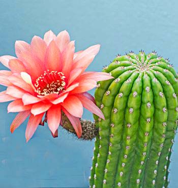 Cactus With Flowers