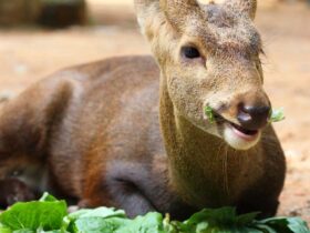 Do Deer Eat Tomato Plants