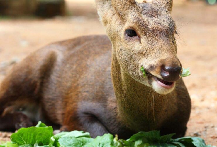 Do Deer Eat Tomato Plants