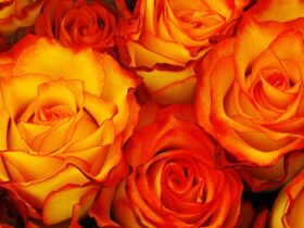 orange rose