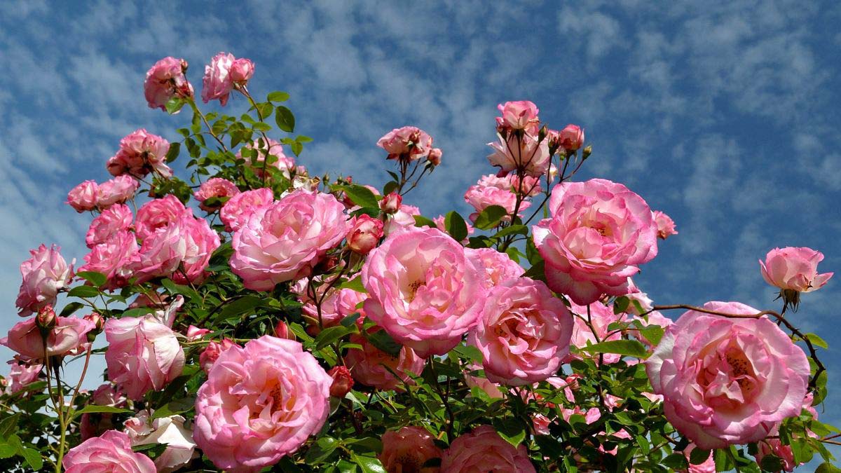 Rose Garden Pink