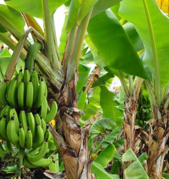 types of banana plants