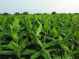 types of banana plants