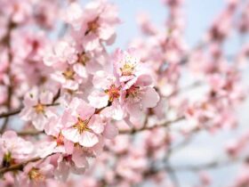 white flowering trees identification