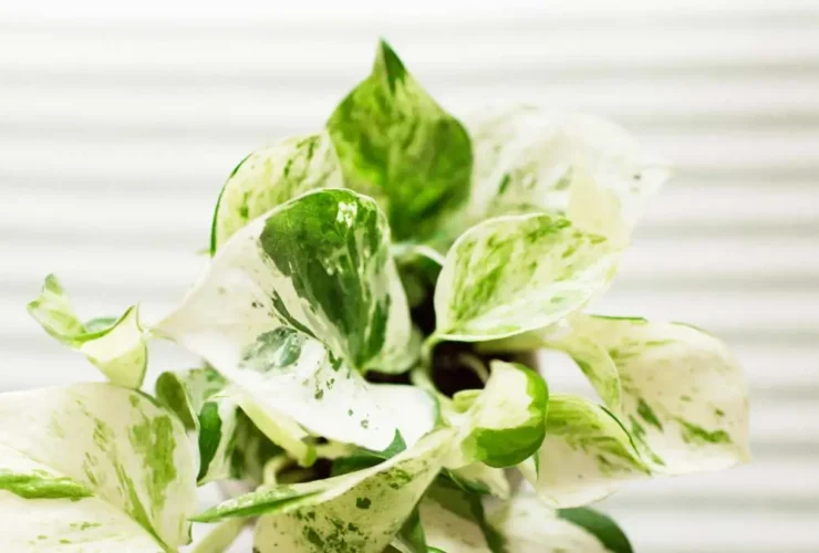 pearls and jade pothos