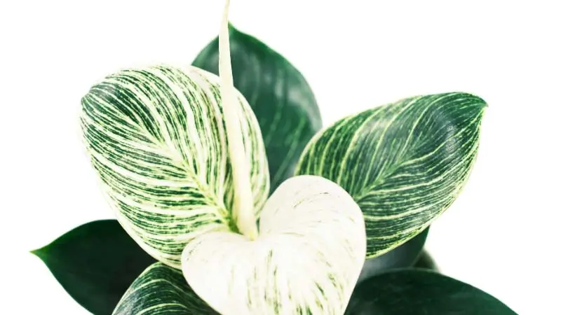 philodendron white wizard