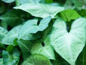 types of arrowhead plants