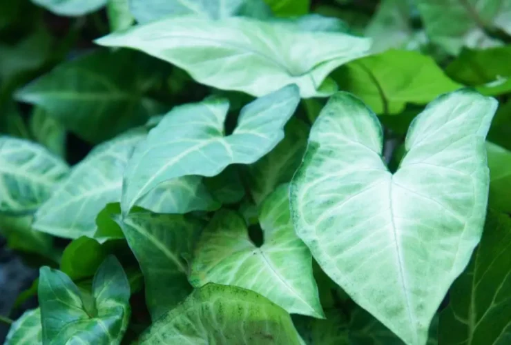 types of arrowhead plants