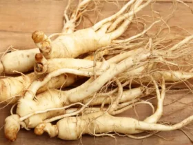 types of ginseng plant pictures